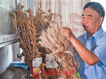 安徽省阜陽市太和縣種糧大戶徐淙祥——追夢科學種田路