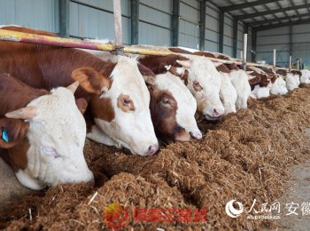 潁泉區(qū)：“秸”盡所能 聚“稈”成金